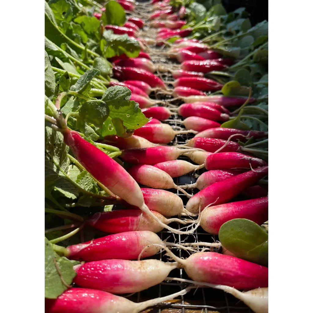 Herboo - Radish 'French Breakfast' seeds | nzweekend