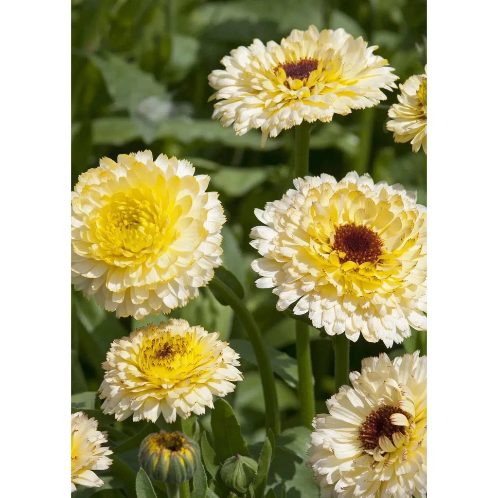 Herboo - Calendula 'Snow Princess' seeds | nzweekend