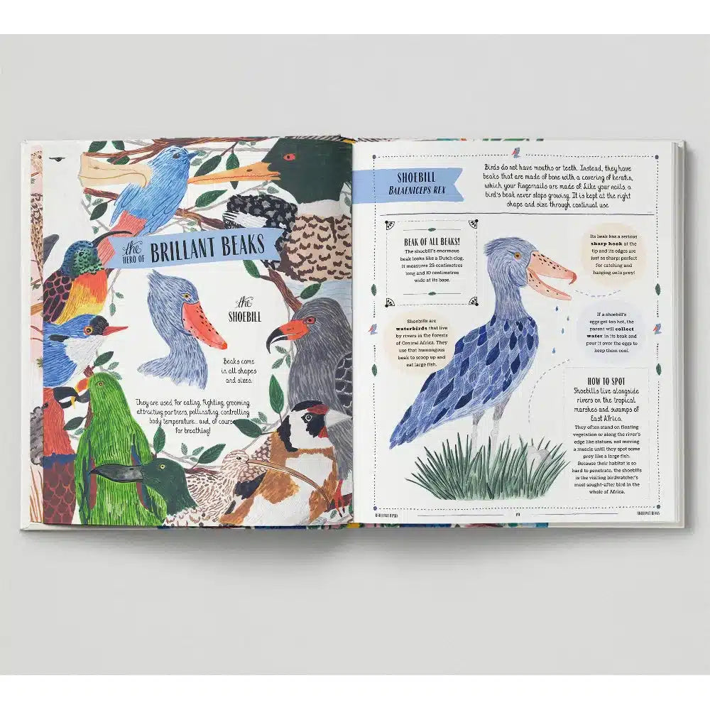 Fly: A Child's Guide to Birds & How to Spot Them - David Lindo | nzweekend