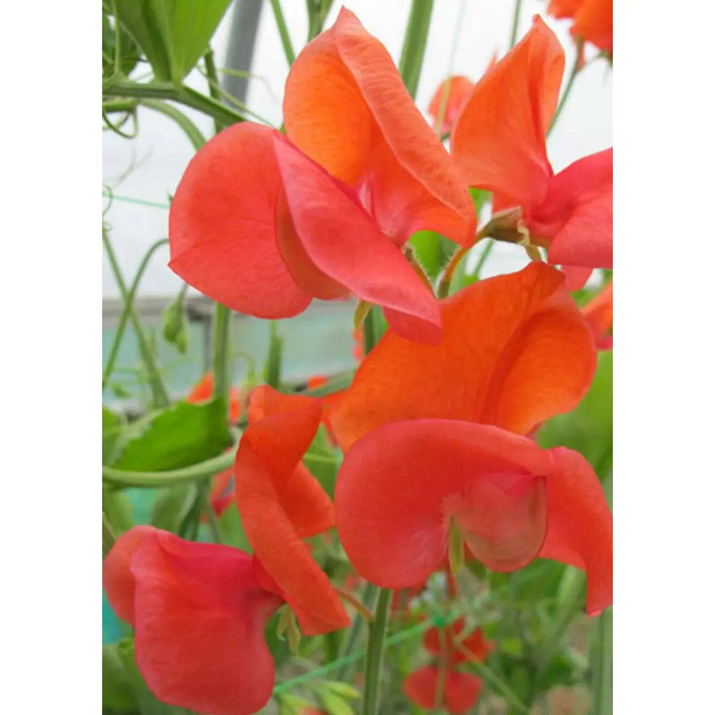 Herboo - Sweet Pea 'Prince Of Orange' seeds | nzweekend