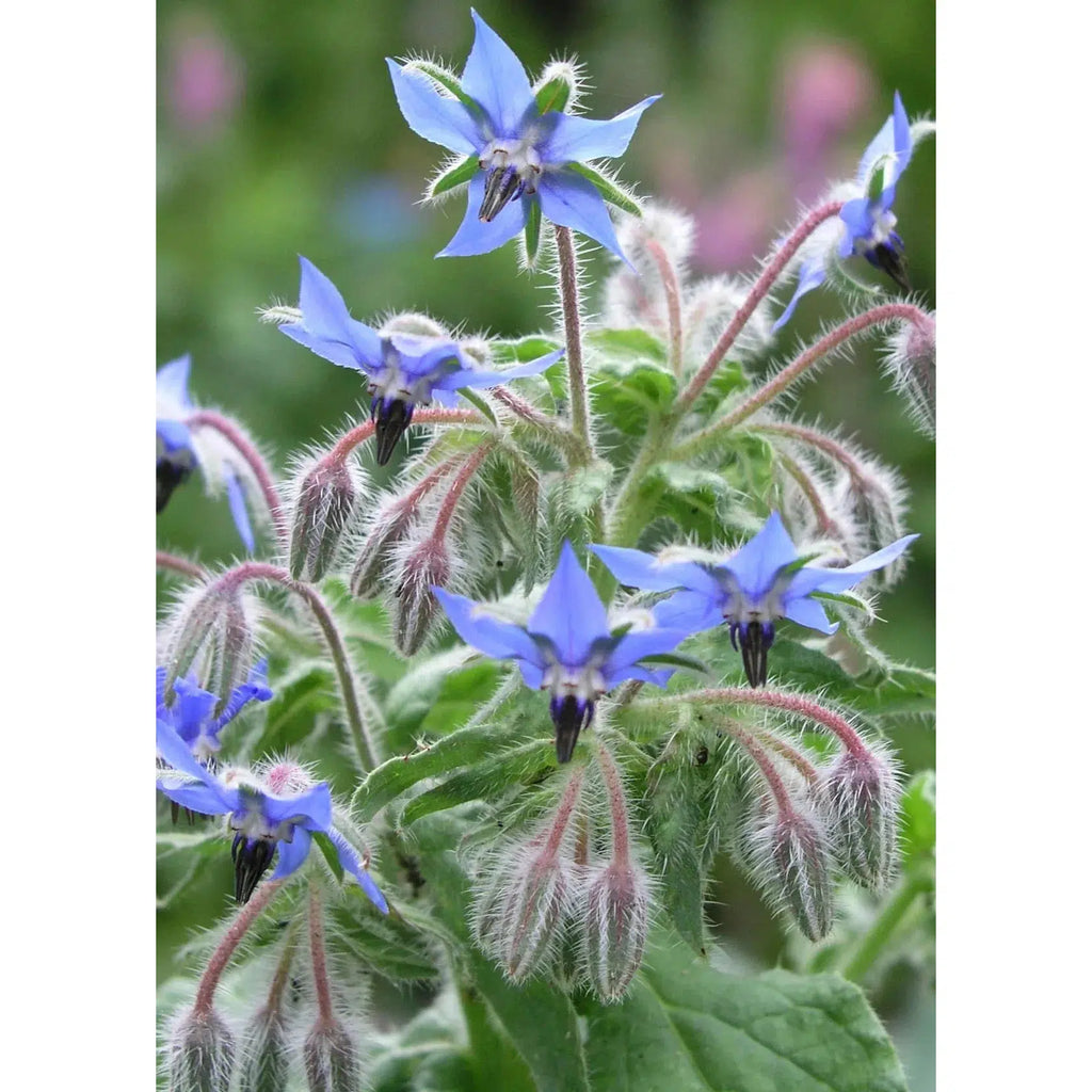 Herboo - Borage seeds | nzweekend